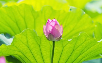 Pourquoi être attentif ?