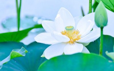 La spiritualité une aubaine pour la médiumnité