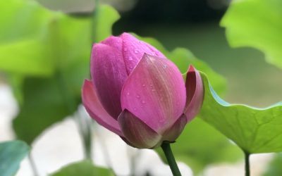 La méditation par l&rsquo;observation