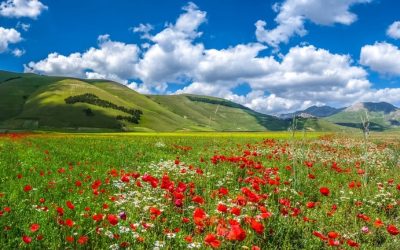 La recherche du bonheur